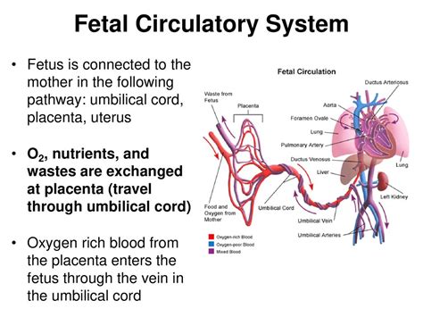 臍靜脈 充氧血|胎兒血液循環(Fetal circulation)